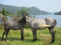 Father Remington and son Knight owned by Kayla Brown