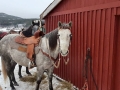 Kayla Browns Horses St Jones Within