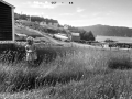 Island-Cove-AI-restored