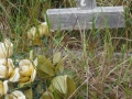 DSCF2832
