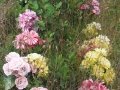 DSCF2847