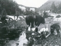 herb calvery meadus cleaning turrs in the river