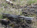 Remnants-of-Station-Platform