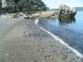14-Caplin
