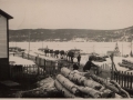 Horses in Baie Verte used in lumberwoods c1940s. (courtesy of Lester Green)