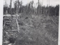 Terra Nova woods camp